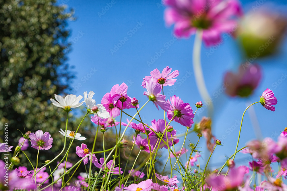 White, Pink, Cosmos flowers.