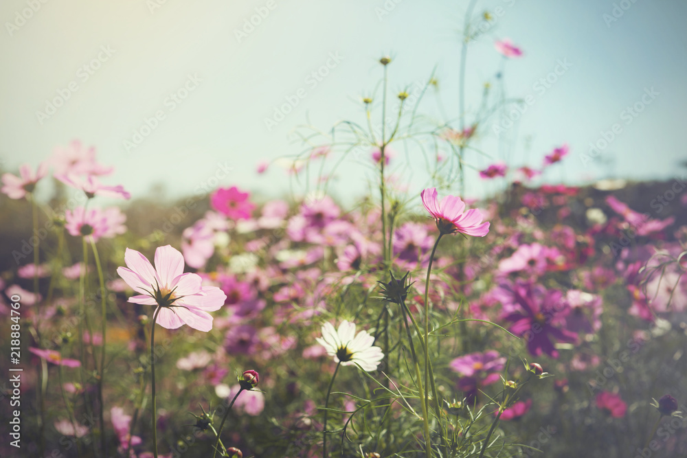 Cosmos flowers.