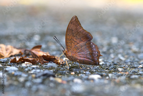 Beautiful The Scarce Tawny Rajah  butterfly photo