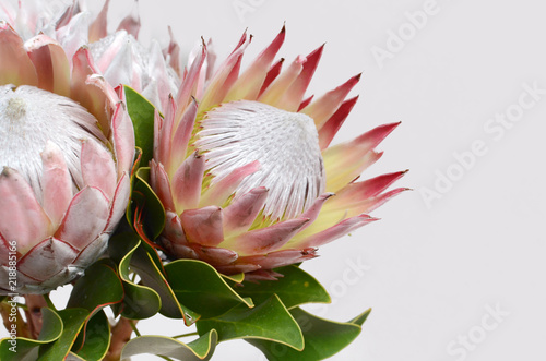 King protea flower on white background photo