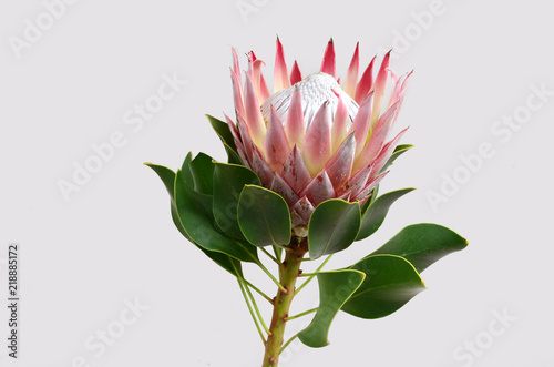 King protea flower on white background photo