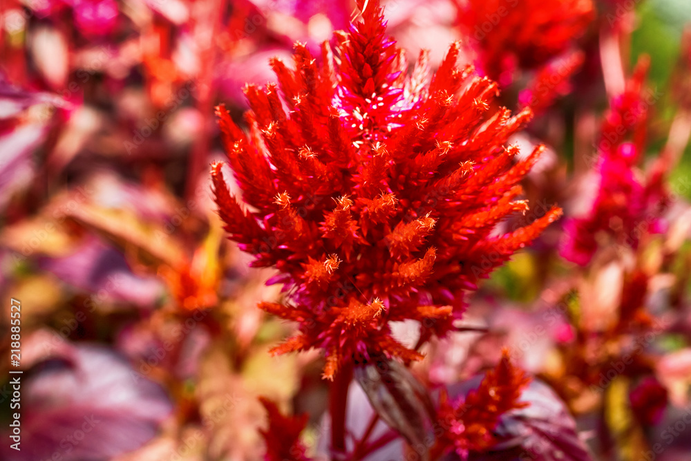 Macro photo of a red Macro photo of a red