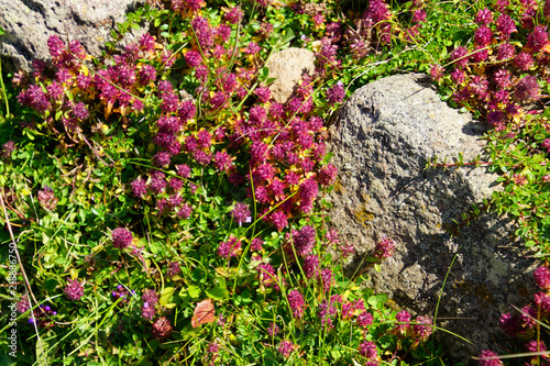 Wildflower succulent Sedum atratum photo