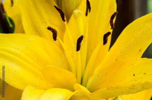 a beautiful yellow lily  a flower lies on a table  in the summer a flower called lily
