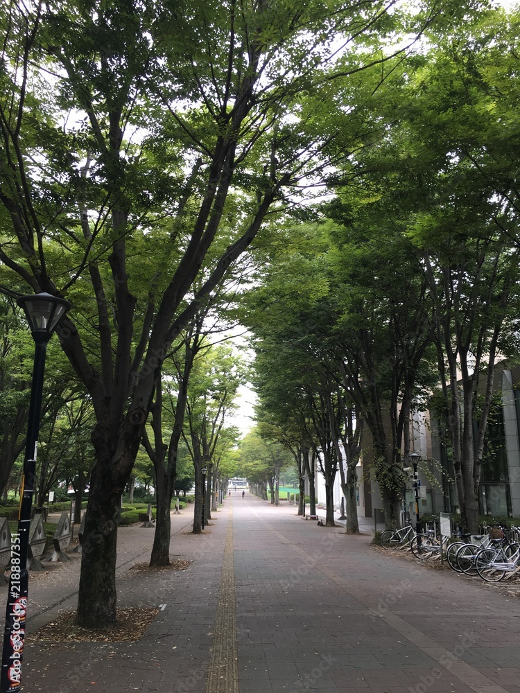 Tree-lined avenue