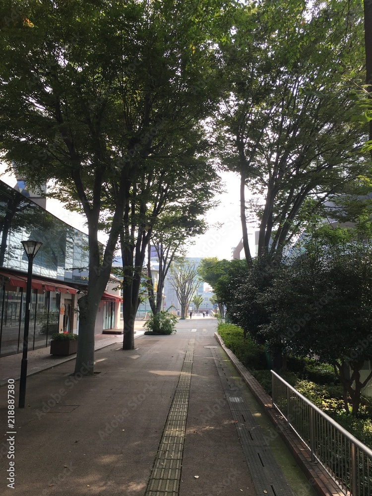 Tree-lined avenue