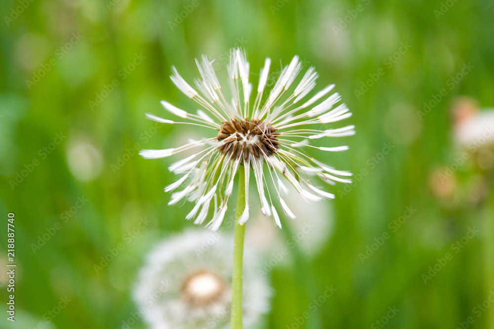 field of white dandelions, dandelion with seeds field of white dandelions, dandelion with seeds