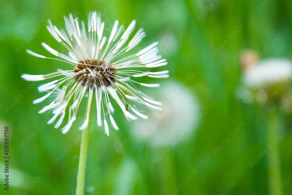 field of white dandelions, dandelion with seeds field of white dandelions, dandelion with seeds