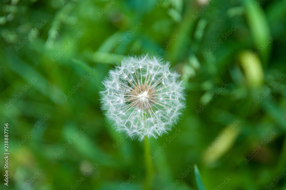 field of white dandelions, dandelion with seeds field of white dandelions, dandelion with seeds