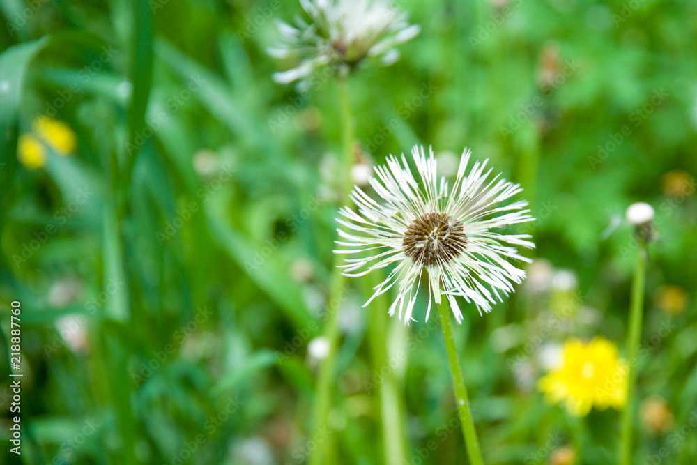 field of white dandelions, dandelion with seeds field of white dandelions, dandelion with seeds