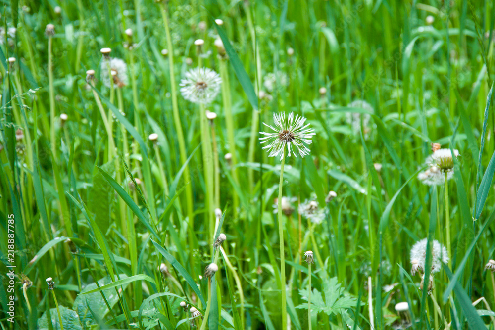 field of white dandelions, dandelion with seeds field of white dandelions, dandelion with seeds