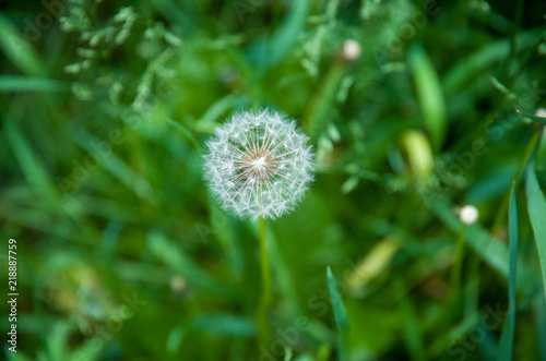 field of white dandelions  dandelion with seeds