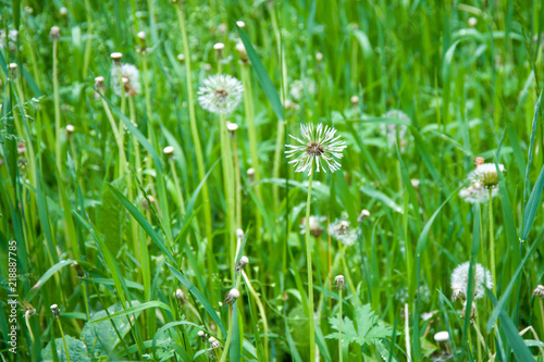 field of white dandelions  dandelion with seeds