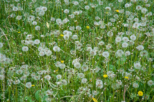 field of white dandelions, dandelion with seeds
