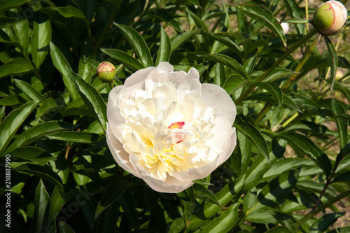 Fototapeta Naklejka Na Ścianę i Meble -  peonies blossomed in the summer, peonies lit by the sun.beautiful peonies on the lawn