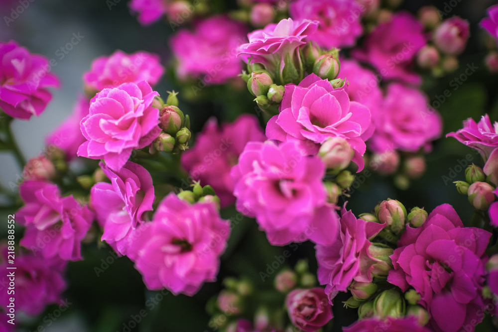 Flowers Kalanchoe blossfeldian pink close-up, selective focus with blurred background