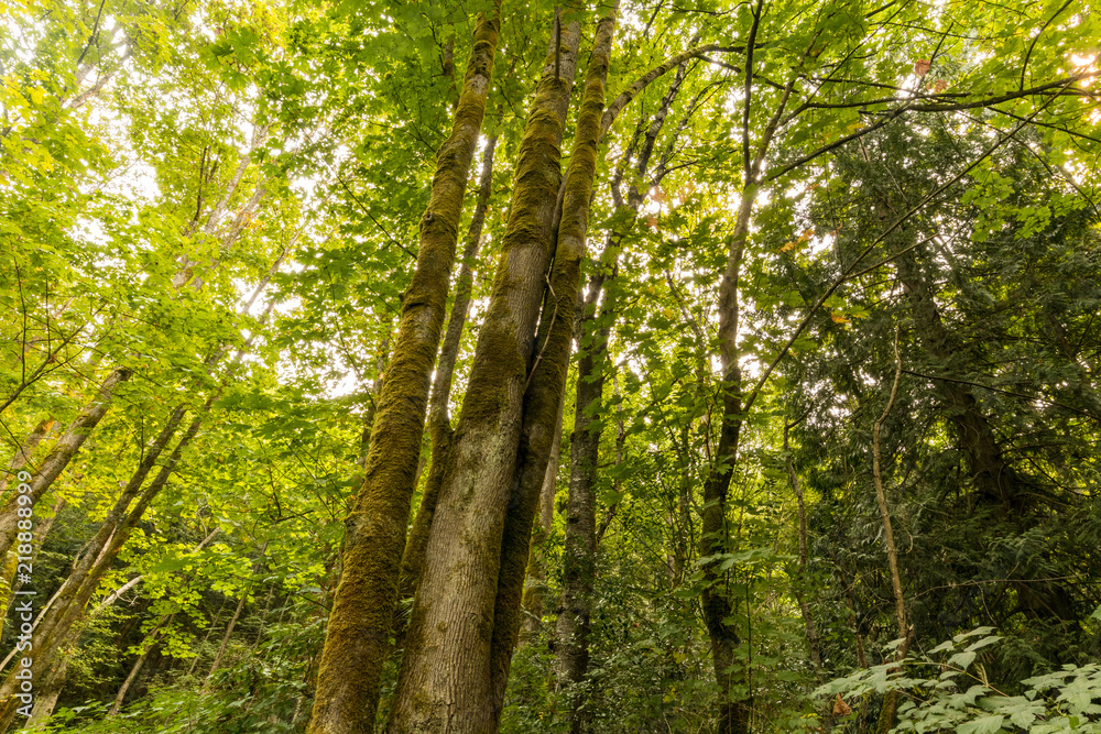 tall trees with trunks covered in green mosses inside lush forest under bright day light tall trees with trunks covered in green mosses inside lush forest under bright day light