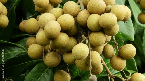 Longan orchards -Tropical fruits longan in Lamphun, Thailand