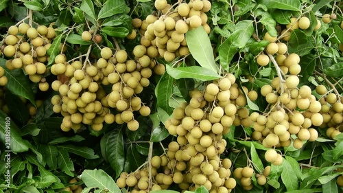 Longan orchards -Tropical fruits longan in Lamphun, Thailand