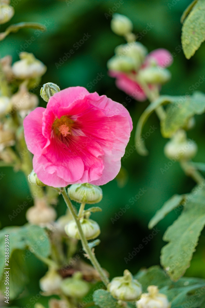 pink Mallow flowers on the branch under the sun with green background pink Mallow flowers on the branch under the sun with green background
