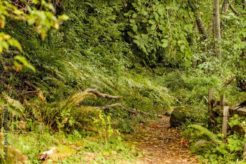 brown dirt path reaching deep into the forest brown dirt path reaching deep into the forest