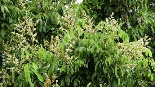 Longan Flower -Tropical fruits longan in Lamphun, Thailand