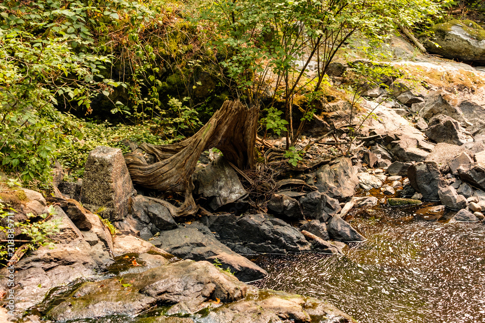 pool in the rocky creek surrounded by trees pool in the rocky creek surrounded by trees