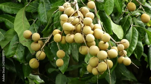 Longan orchards -Tropical fruits longan in Lamphun, Thailand