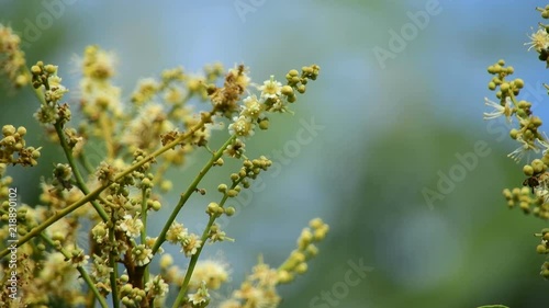 Longan Flower -Tropical fruits longan in Lamphun, Thailand