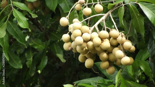 Longan orchards -Tropical fruits longan in Lamphun, Thailand