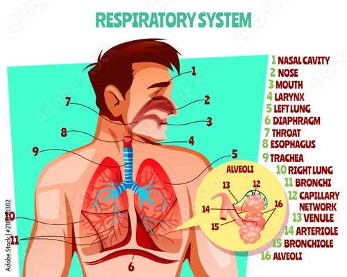 Human respiratory system vector illustration. Cartoon medical design of man body with lungs, esophagus or breath diaphragm and trachea or bronchi alveoli and blood capillary network