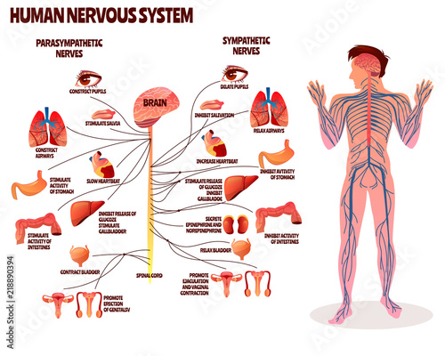 Human nervous system vector illustration. Cartoon design of man body with brain parasympathetic and sympathetic nerves chain for neurology medical infographic photo
