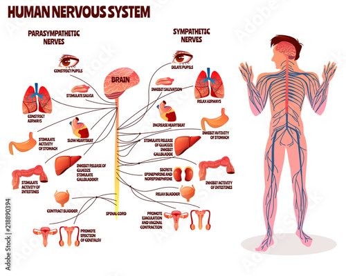 Human nervous system vector illustration. Cartoon design of man body with brain parasympathetic and sympathetic nerves chain for neurology medical infographic