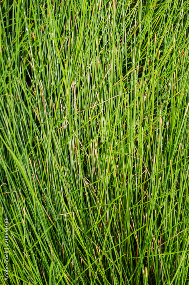 Green Grass In Summer On Soft Focus Background. Green Grass In Summer On Soft Focus Background.
