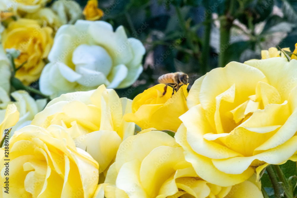Obraz premium Roses growing in a test garden.