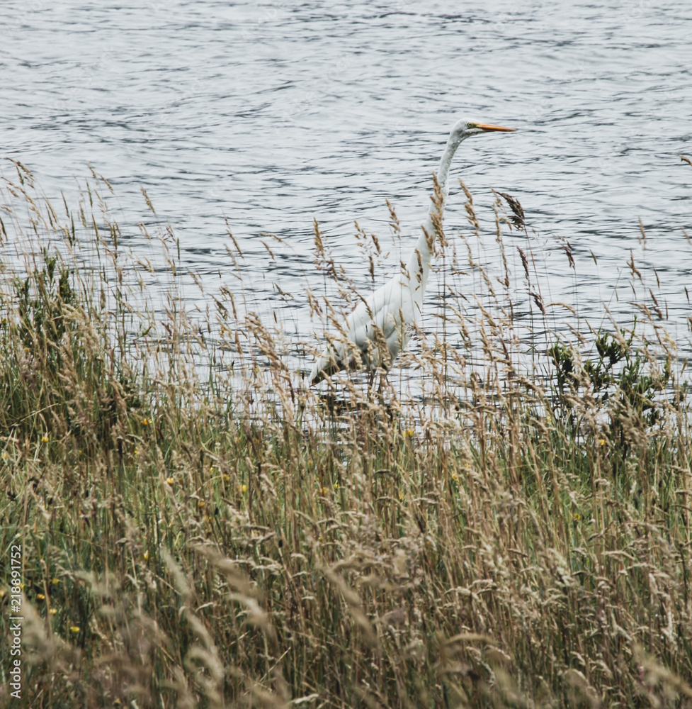 Heron hides behind and among the tall grass looking for breakfast Heron hides behind and among the tall grass looking for breakfast