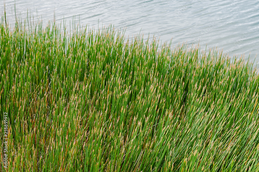Grass Beside A Natural Pond In Outdoor of Summer.