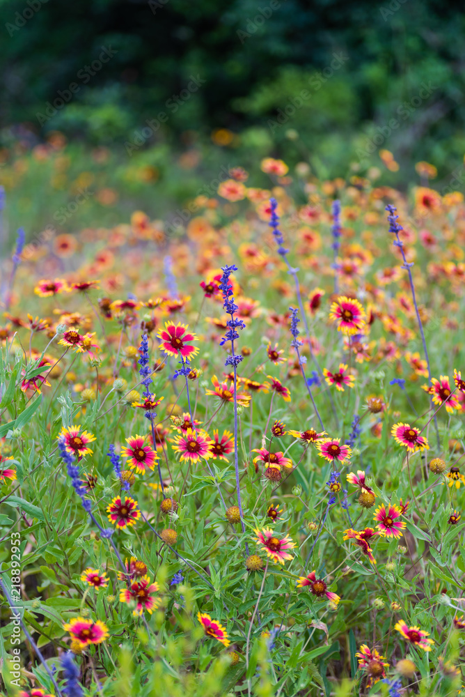 Texas spring wildflowers