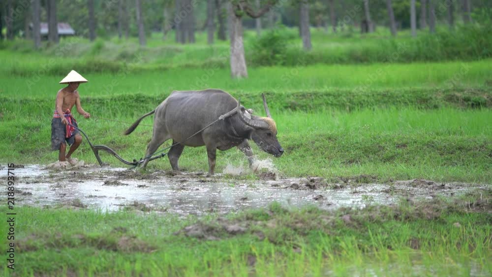Farmer using buffalo plowing rice field,Asian man using the buffalo to plow for rice plant in rainy season,Rural Countryside of Vietnam, Farmer using buffalo plowing rice field,Asian man using the buffalo to plow for rice plant in rainy season,Rural Countryside of Vietnam,