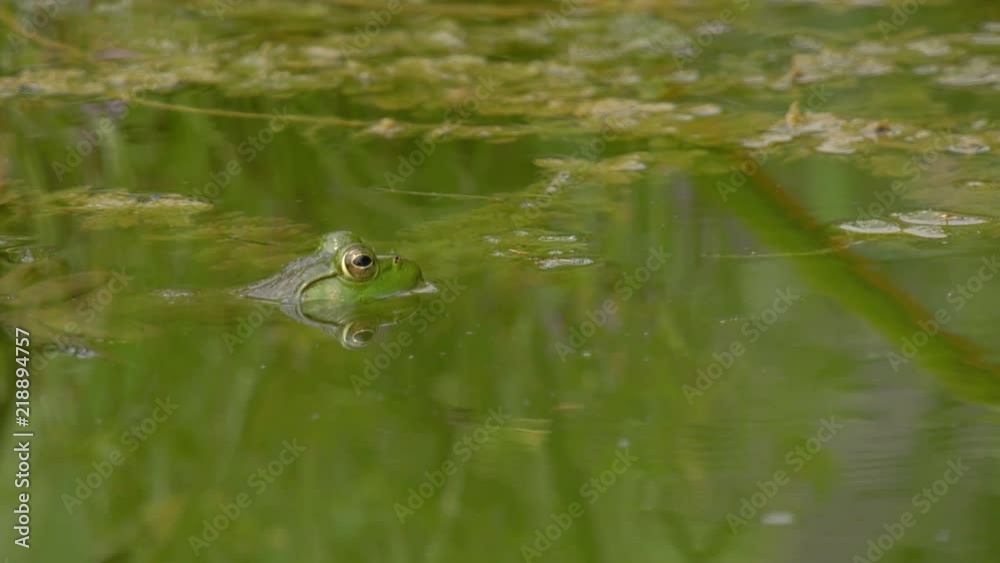 American Bullfrog floating in water waiting for food American Bullfrog floating in water waiting for food