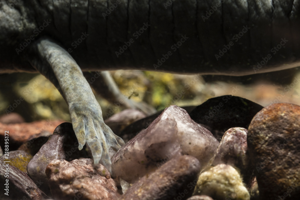Ambystoma mexicanum - back and leg axolotl in the aquarium. Ambystoma mexicanum - back and leg axolotl in the aquarium.