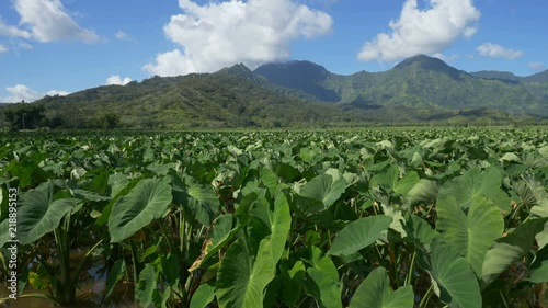 Slow panning view of a taro field in Hanalei Valley, and nearby mountains, on Kauai, Hawaii. photo