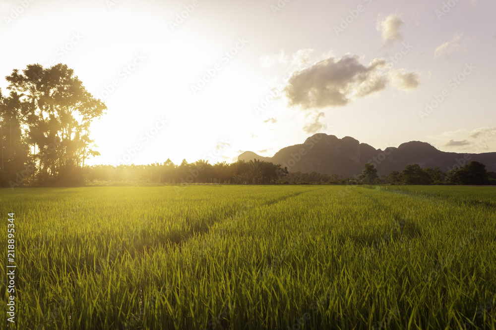 gold rice field and mountain at sunset