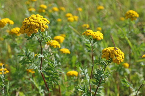 Tanacetum. Yellow tansy flowers and insects close-up in the meadow photo