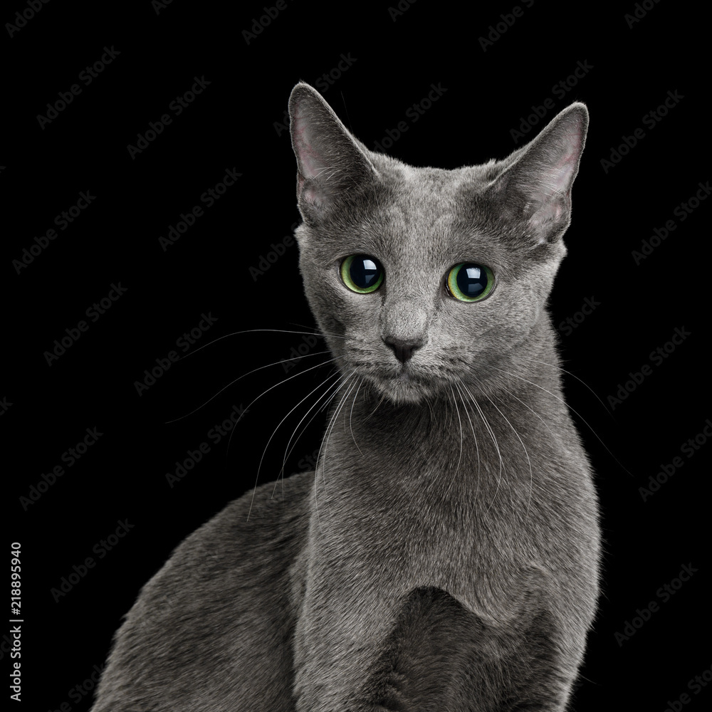 Funny Portrait of Russian blue Cat with big Green eyes, Looks Curious on Isolated Black Background