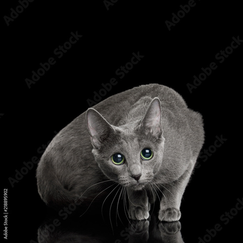 Fototapeta Naklejka Na Ścianę i Meble -  Crouching Russian blue Cat Sitting, and Looks scared on Isolated Black Background