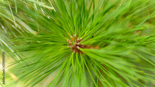 Close up of Pine Tree Branch B Shadow Depth of Field Nature Summer 2018 England