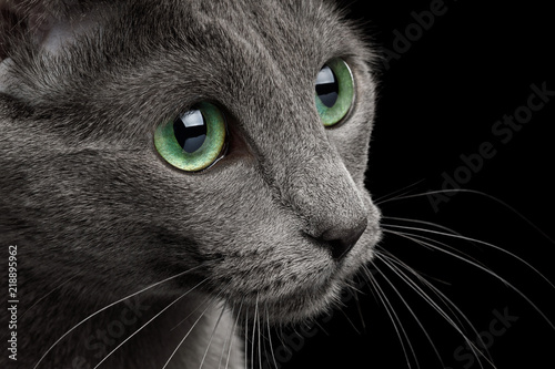 Fototapeta Naklejka Na Ścianę i Meble -  Close-up Portrait of Russian blue Cat face with big Green eyes, on Isolated Black Background, profile view