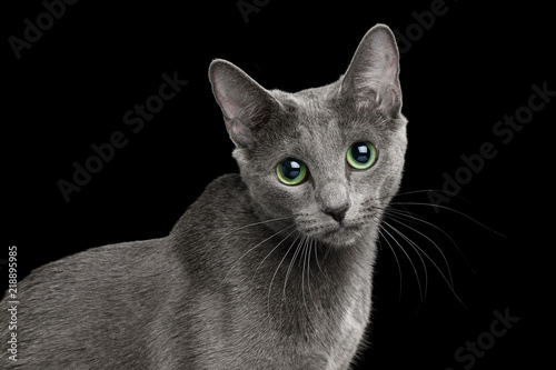 Fototapeta Naklejka Na Ścianę i Meble -  Funny Portrait of Russian blue Cat with big Green eyes, Looks Curious on Isolated Black Background, side view