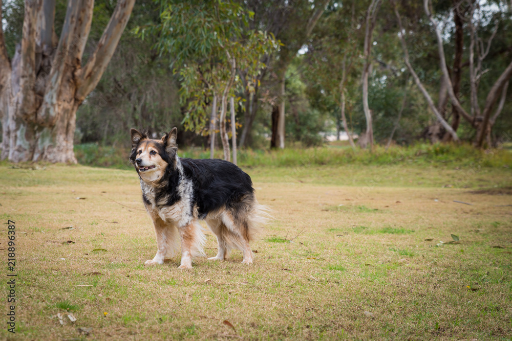 Australian Shepperd / Kelpie dog in natural parklands with selective focus